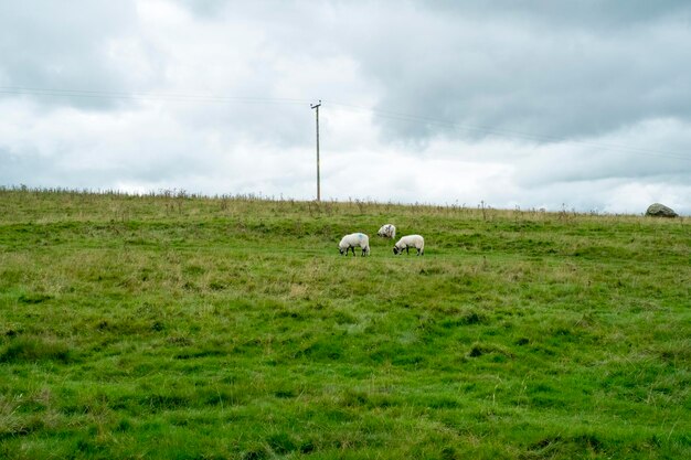 A wide shot of a wind farm on a green hill under a cloudy sky, with grazing sheep in the foreground.